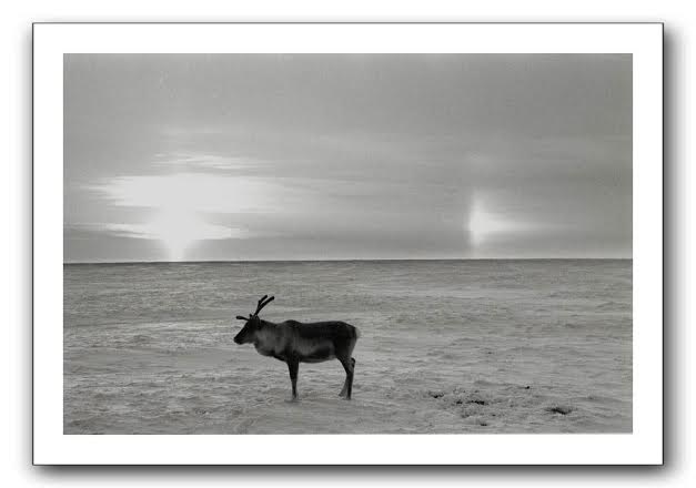 Nicolas Mingasson - Sentinelles